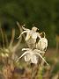 Epimedium grand var higoense1